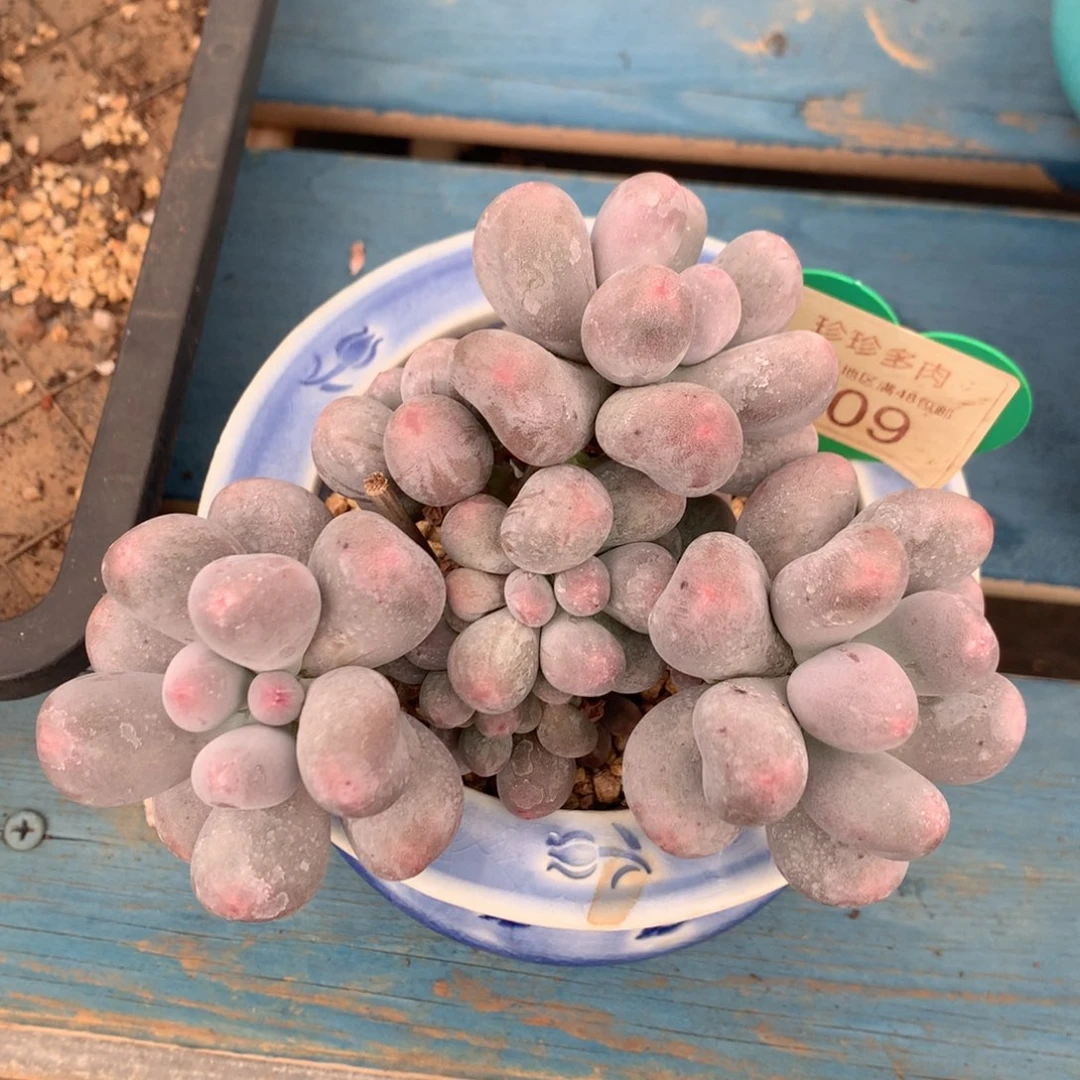 米可奶无砍老桩109