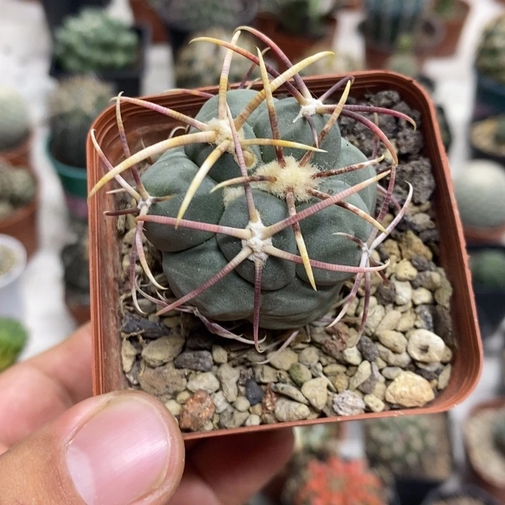 实生菲冠龙特价福利