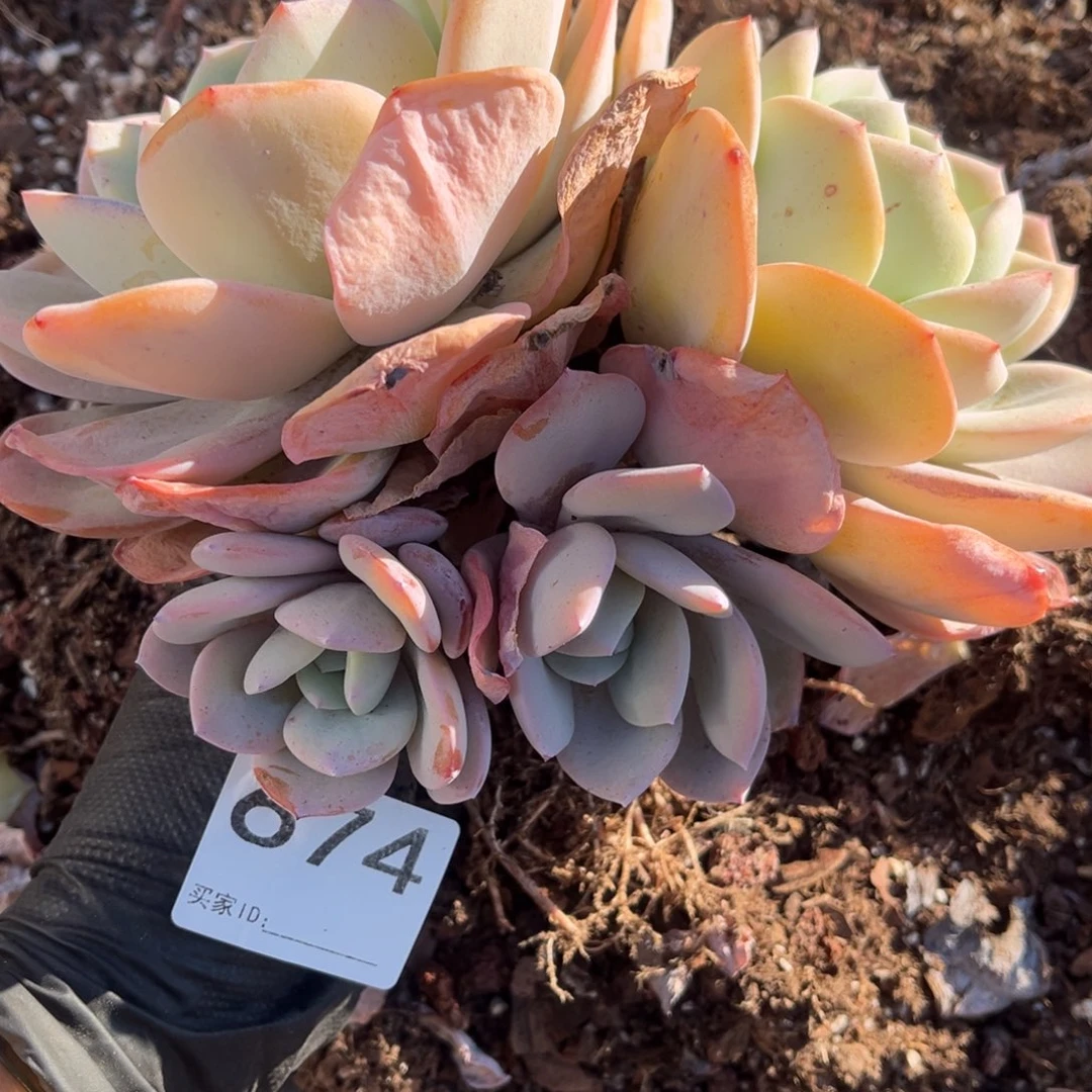 玫***海674号新疆西藏内蒙古不包邮