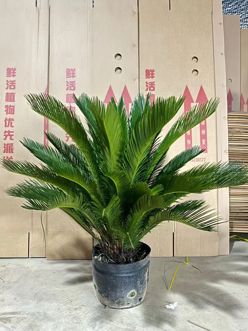 苏铁铁树四季常青懒人绿植室内室外阳台公司