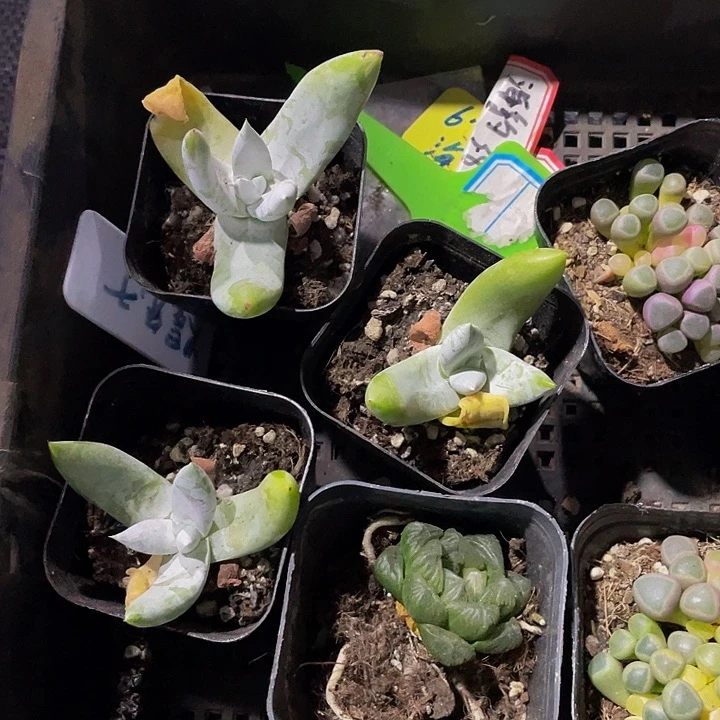 拇指仙女杯带盆土发