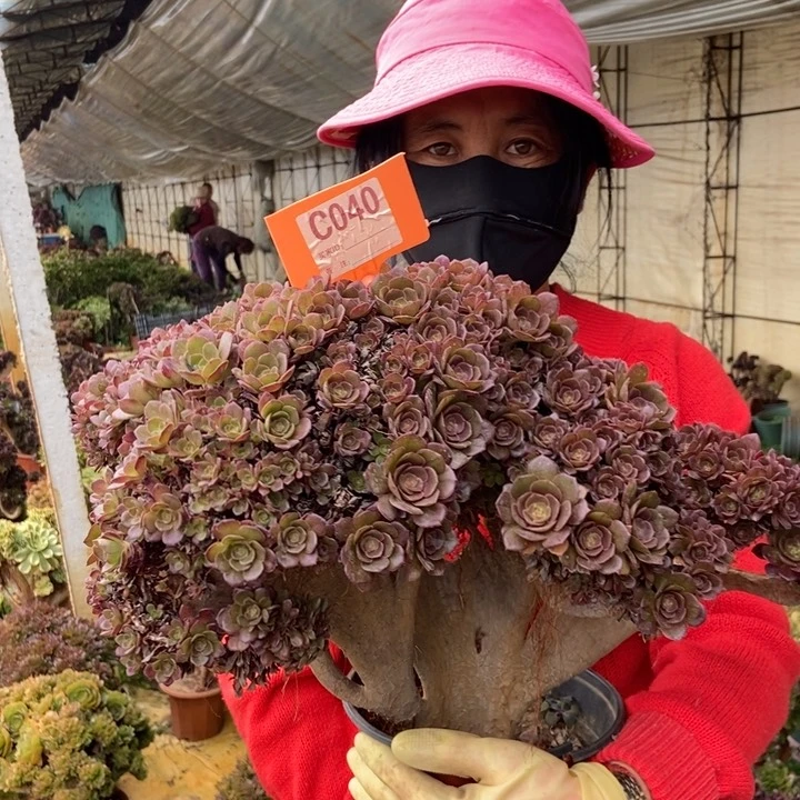 肉*嘟040万缀化朵朵伤伤