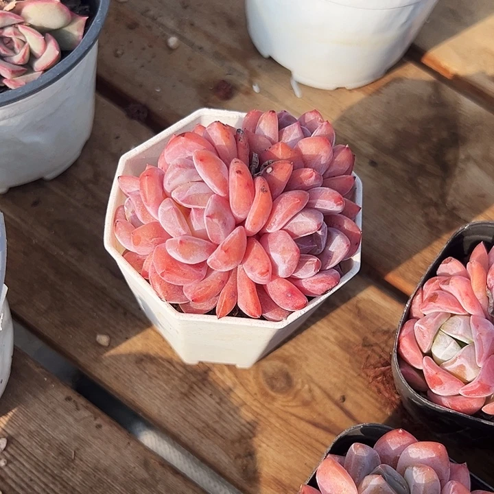 白方盆       星影       群