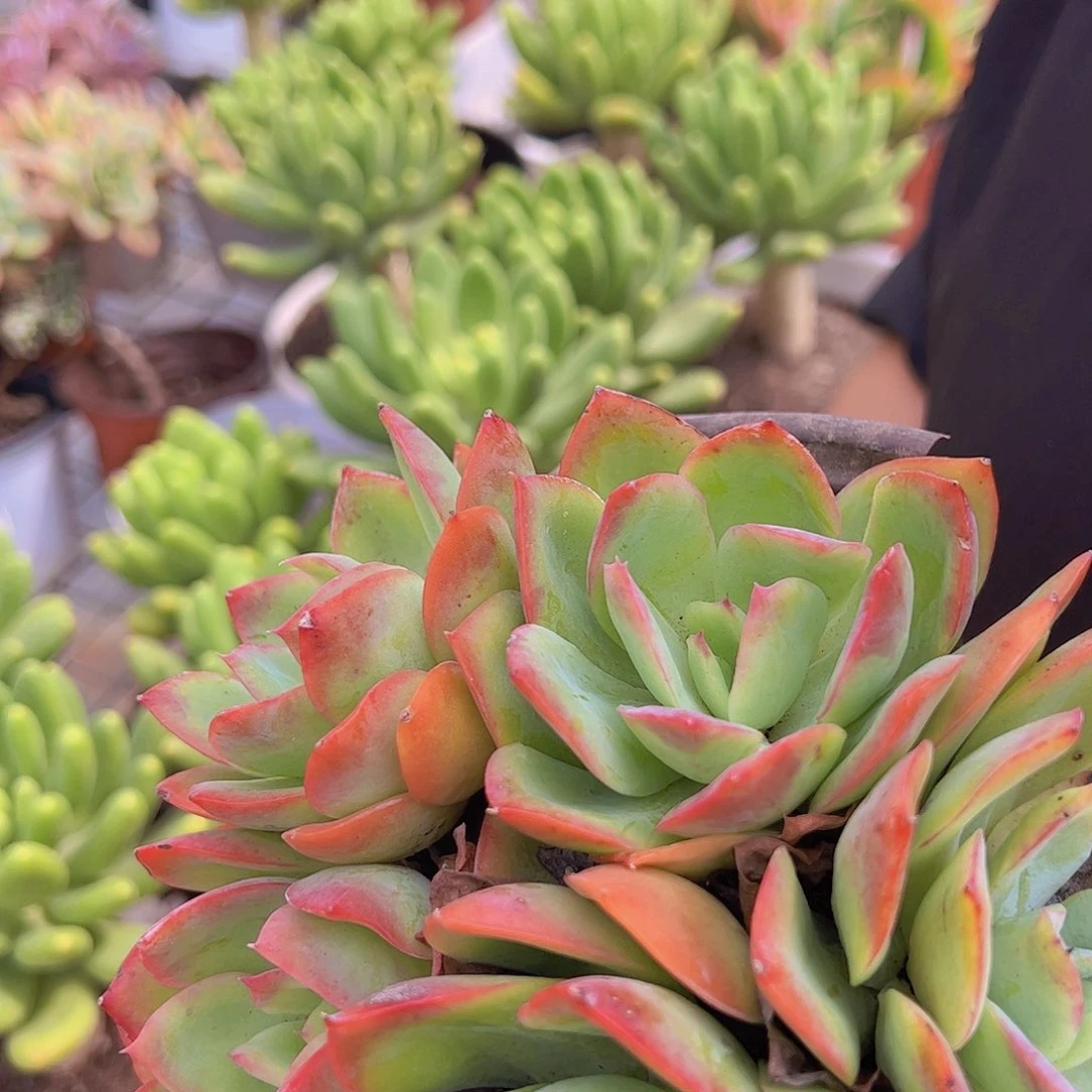 绮罗仙子 五头起发 全叶红色