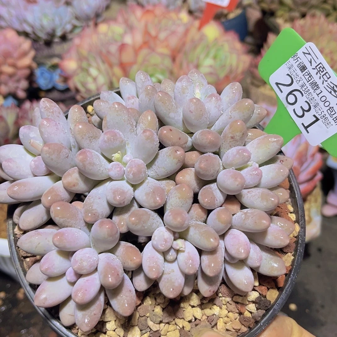 2631汤圆多肉植物