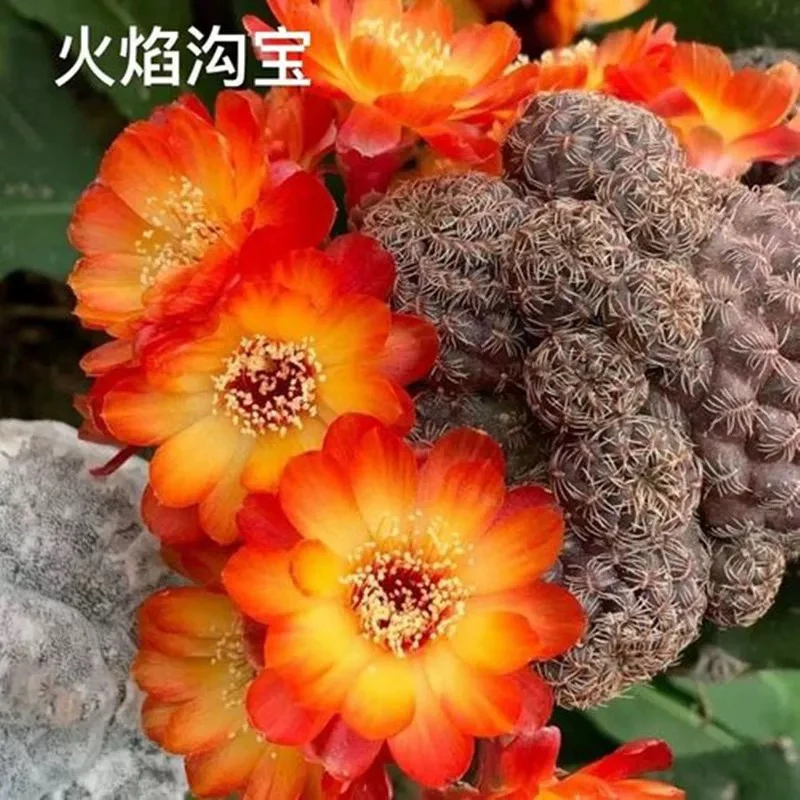 火焰沟宝山仙人球多头开花易爆盆室内桌面防辐射盆栽