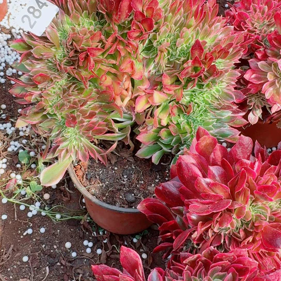 嗯284 号多肉法师植物特价活动