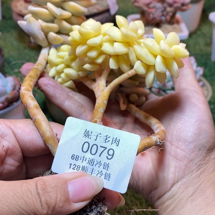 杨***九0079 不满68请拍冷链