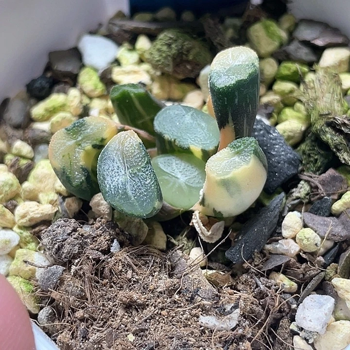 507白妙万象锦特选福利