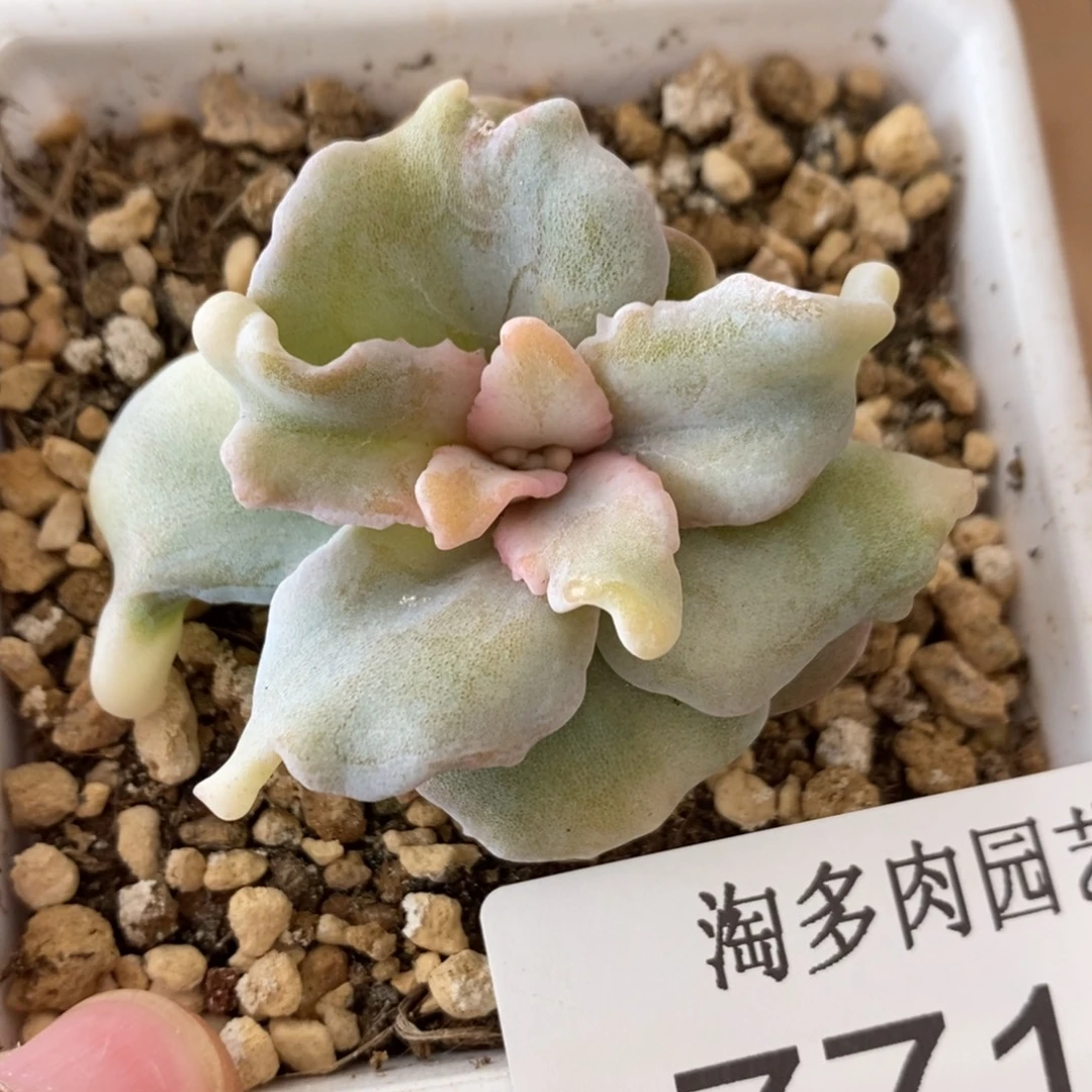 白饺子多肉植物7716