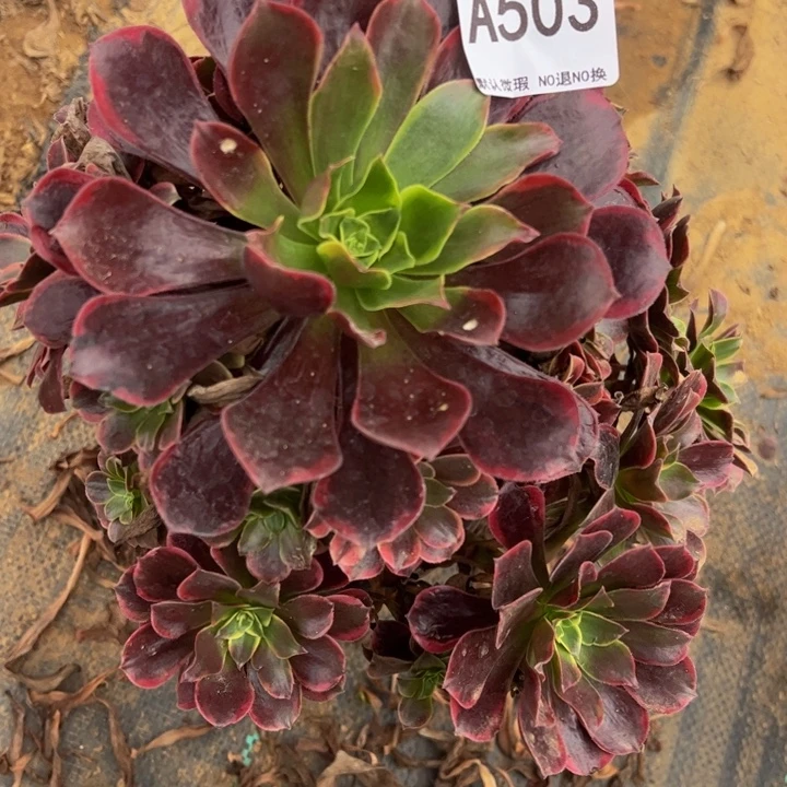 金丝却多肉植物503.