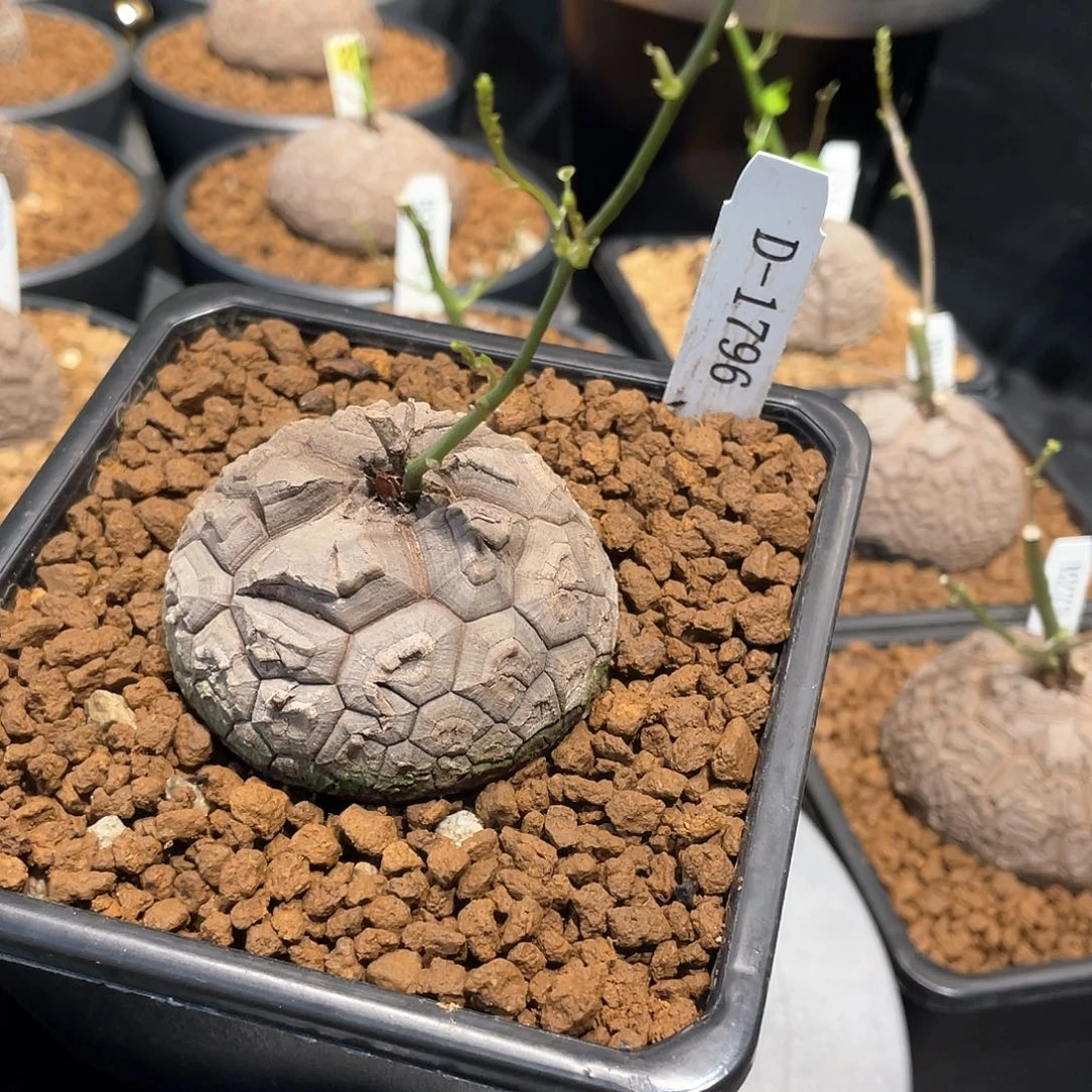 1796号龟甲龙5.95公分