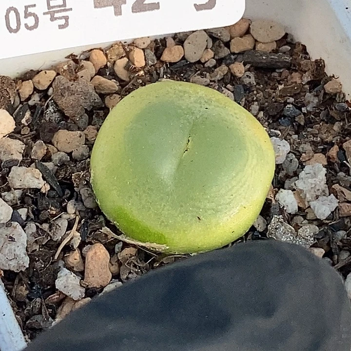 ?*幽桃喜花园0205-42拉登