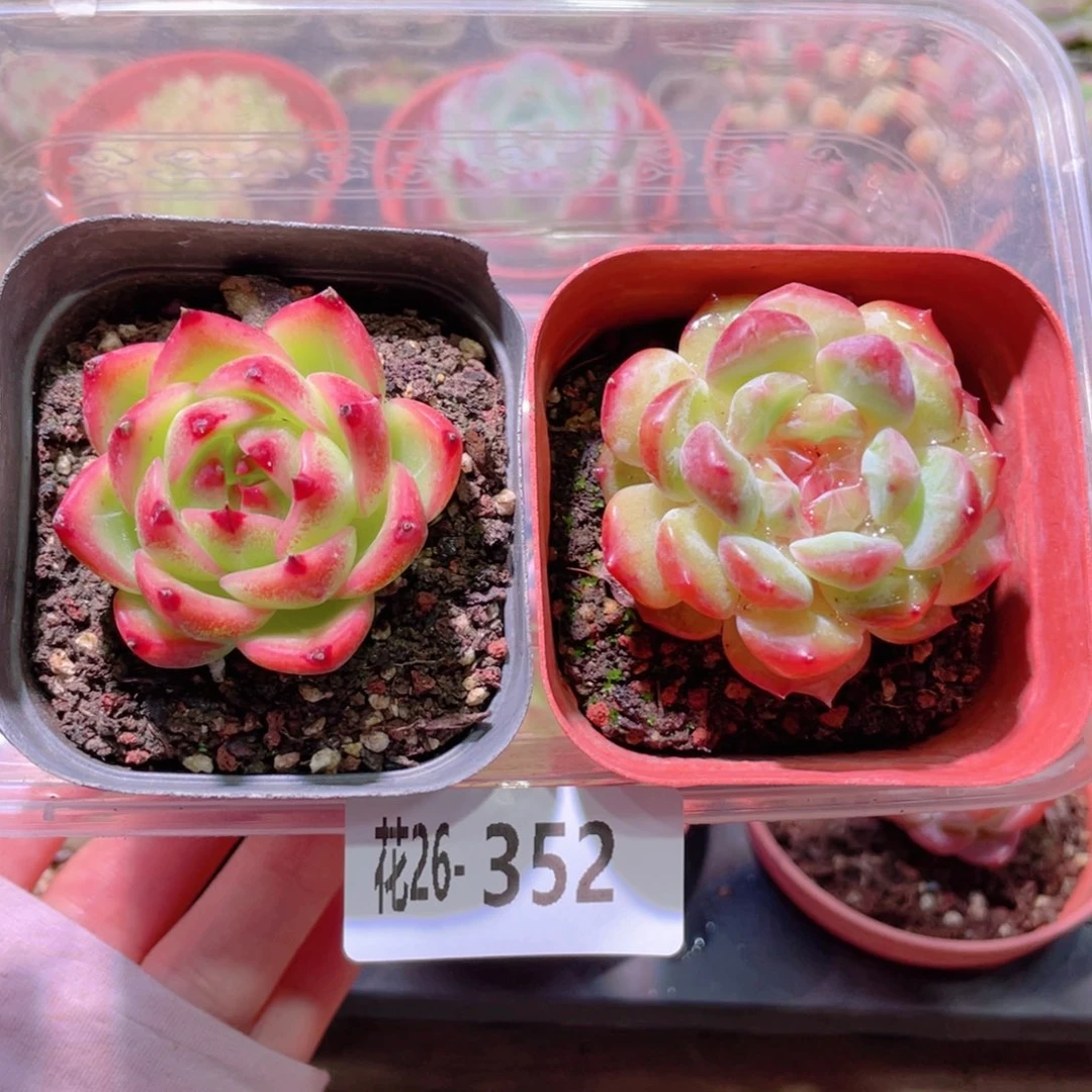 花利美26-352蓝龙➕新品