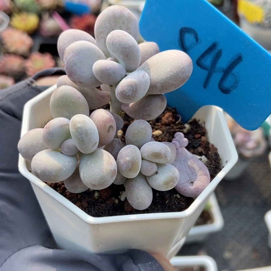 846奶酪多肉植物多肉