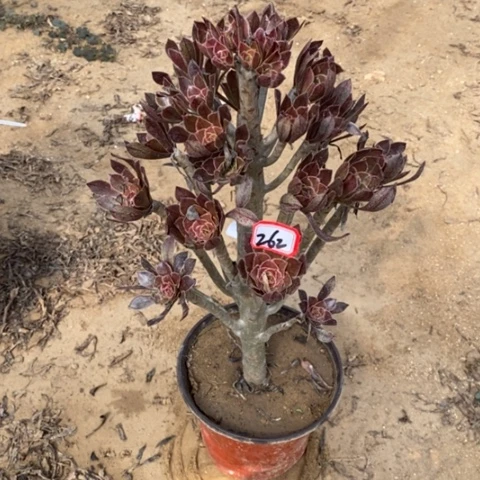 灰豆灰发一物一拍