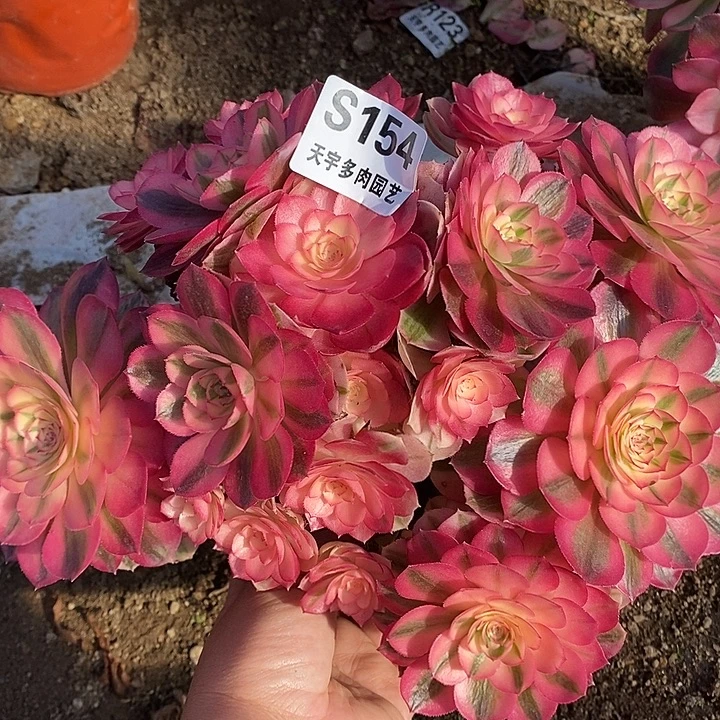 多肉植物倾城154多肉