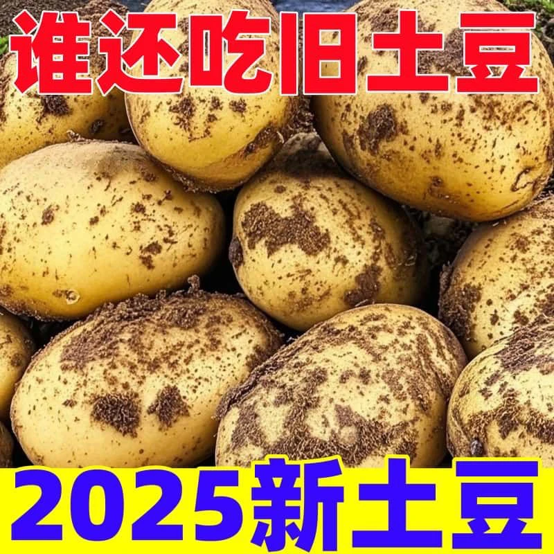甘肃新鲜现挖黄皮黄心土豆农家高原种植香甜粉糯洋芋