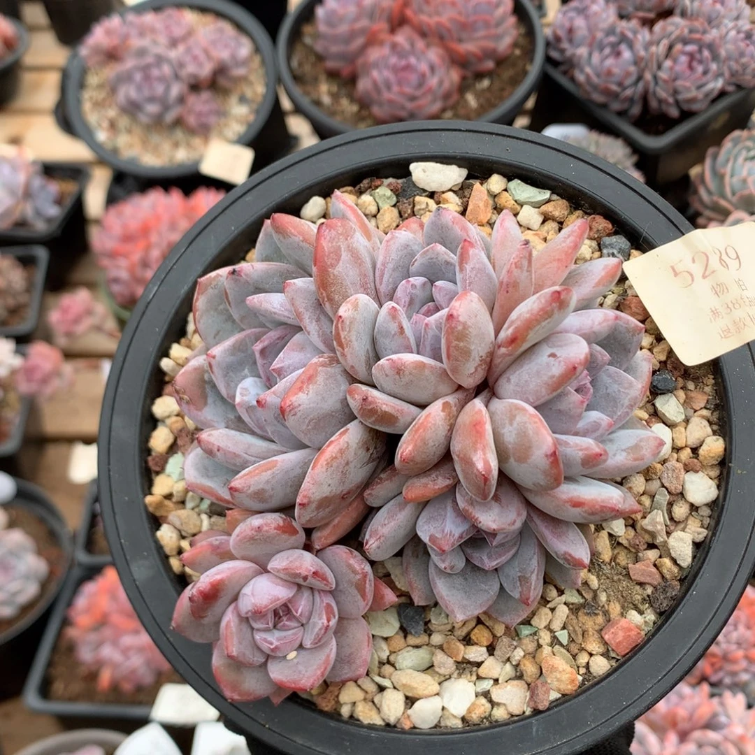 12厘米五头有砍石榴籽紫皮 5289