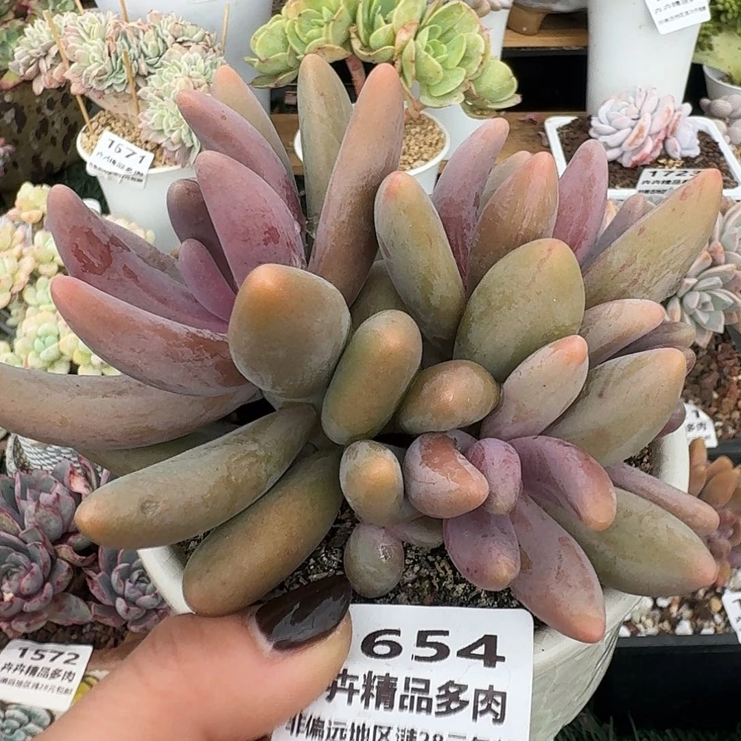 1654一物一拍（满28包邮）