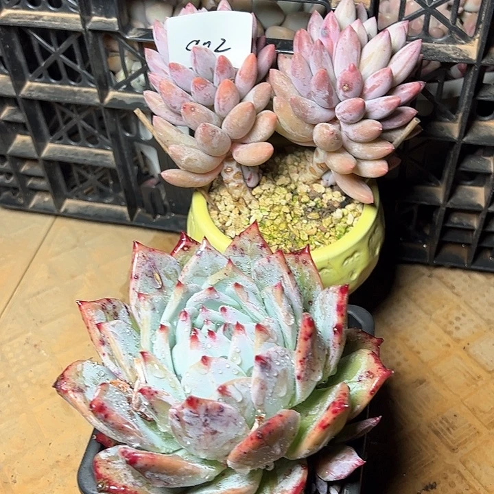 E****i902/////////////