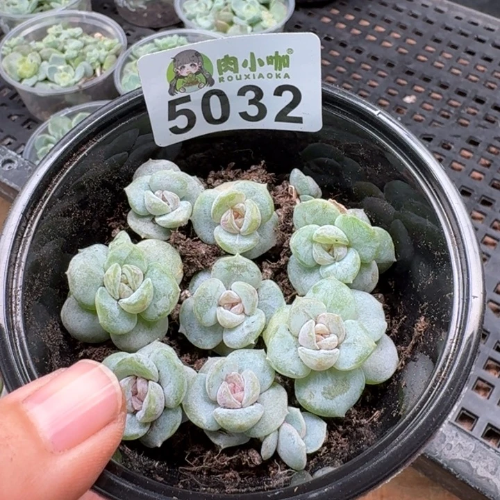 多肉植物多肉植物