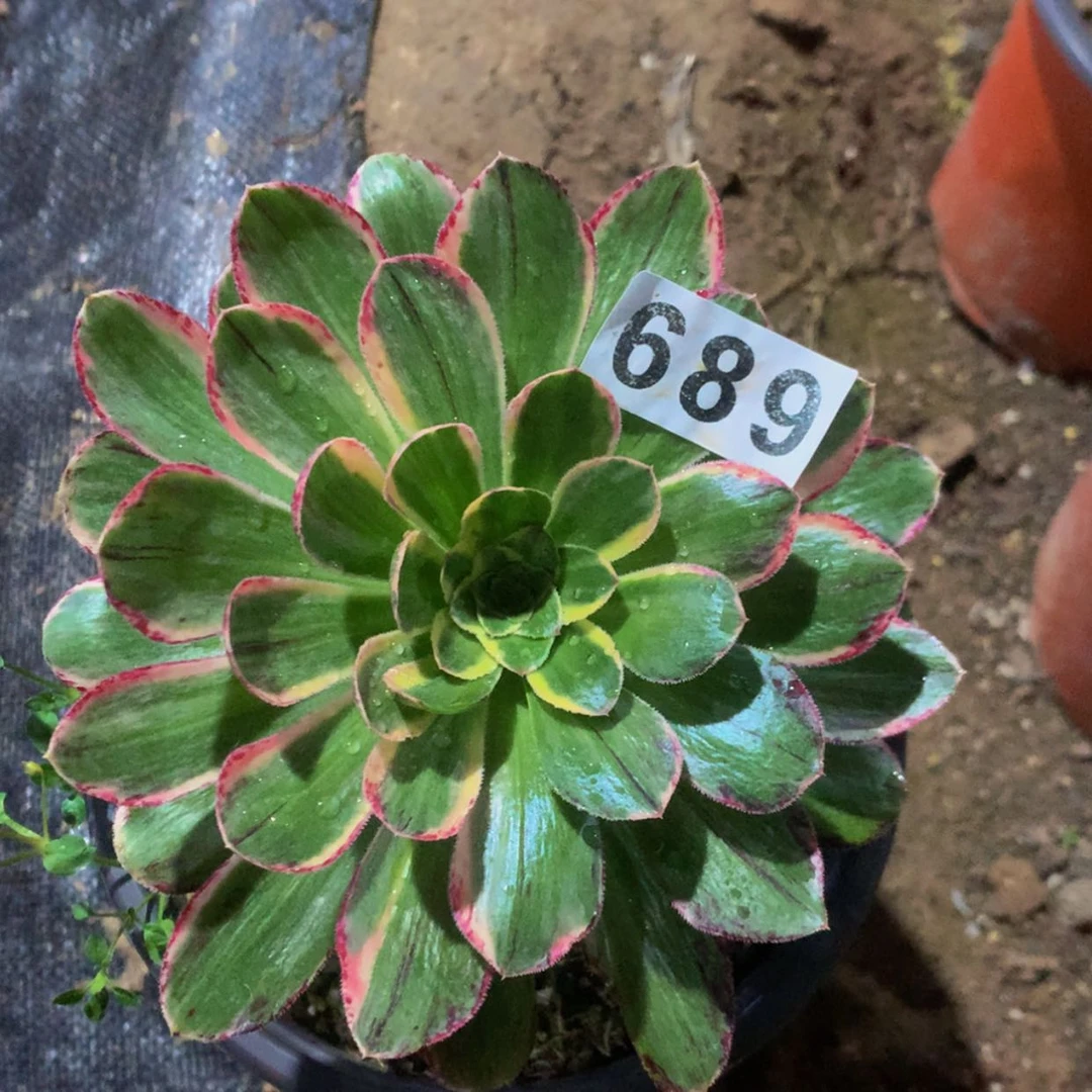 【闪购商品】689微锦多肉