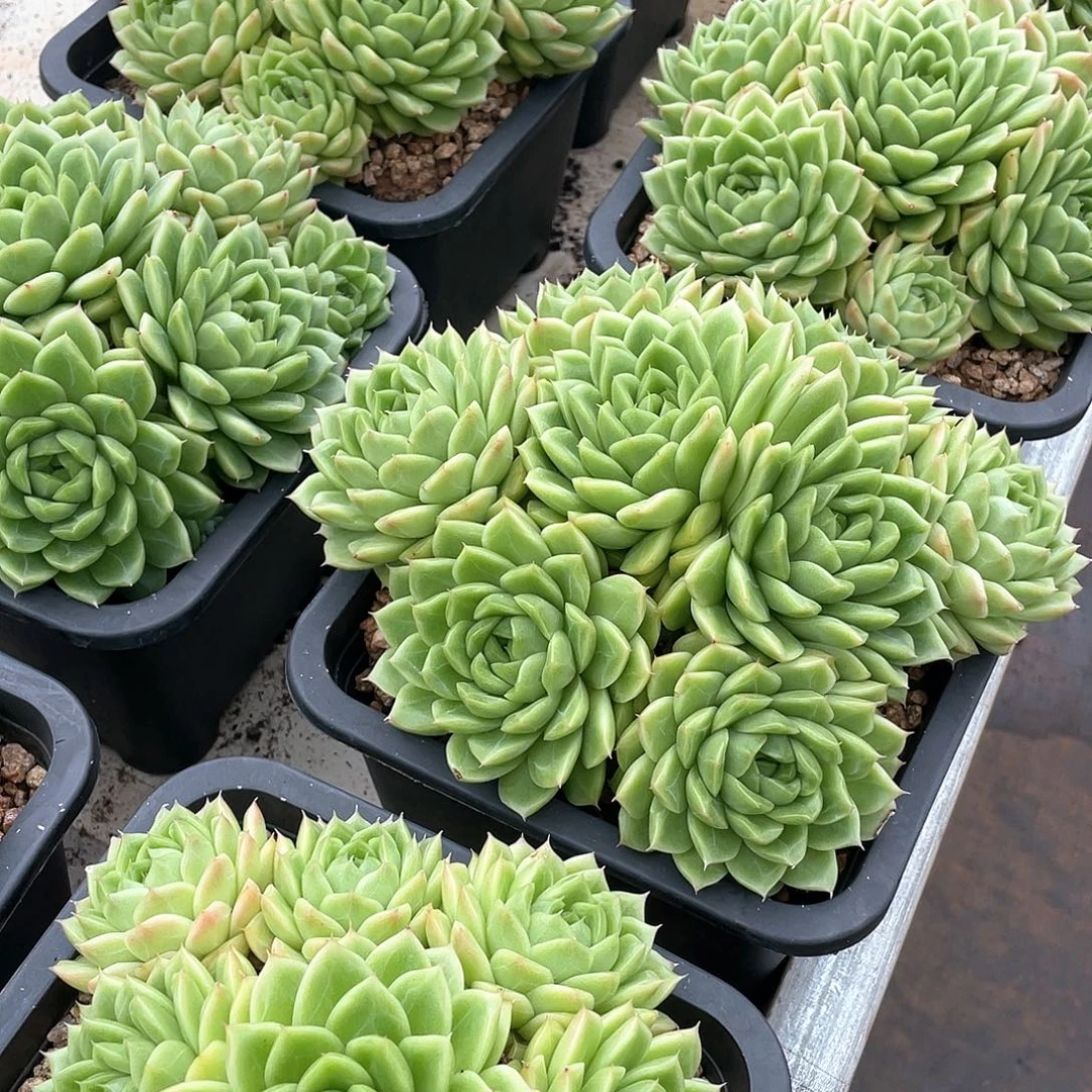 麦秆完美捧花18厘米可挑