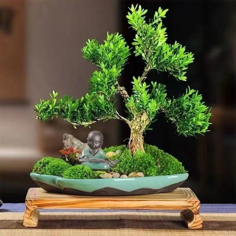 一物一拍 黄杨盆景花卉绿植