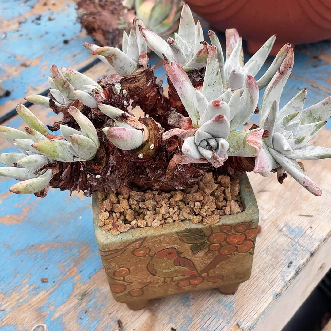 白雪姆老桩多头趋势