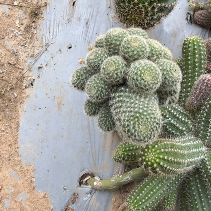 苗接宝山仙人球群生483