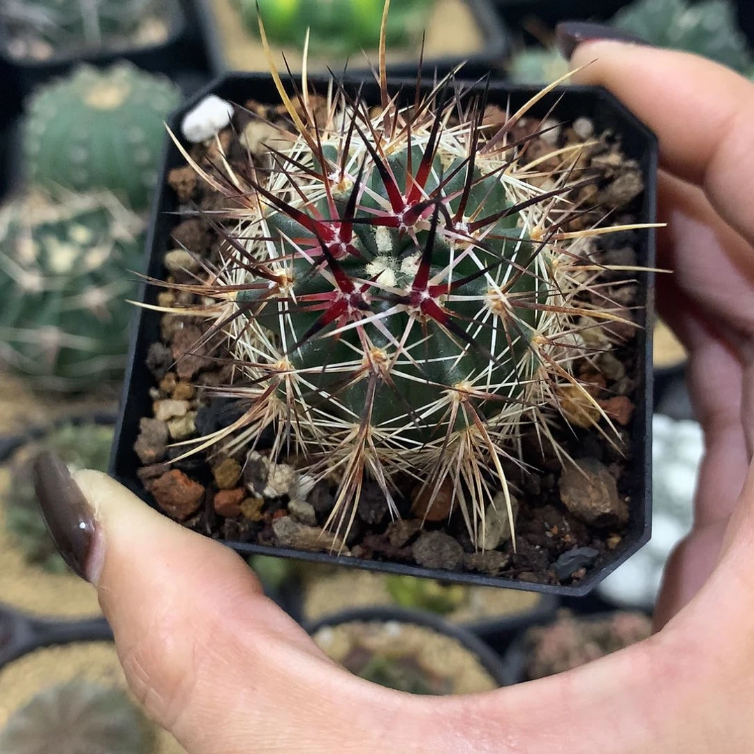 实生根林式幻虾仙人球