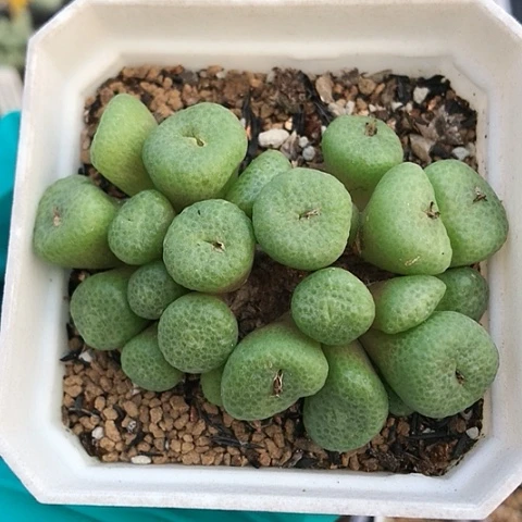 多肉肉锥 紫花青团