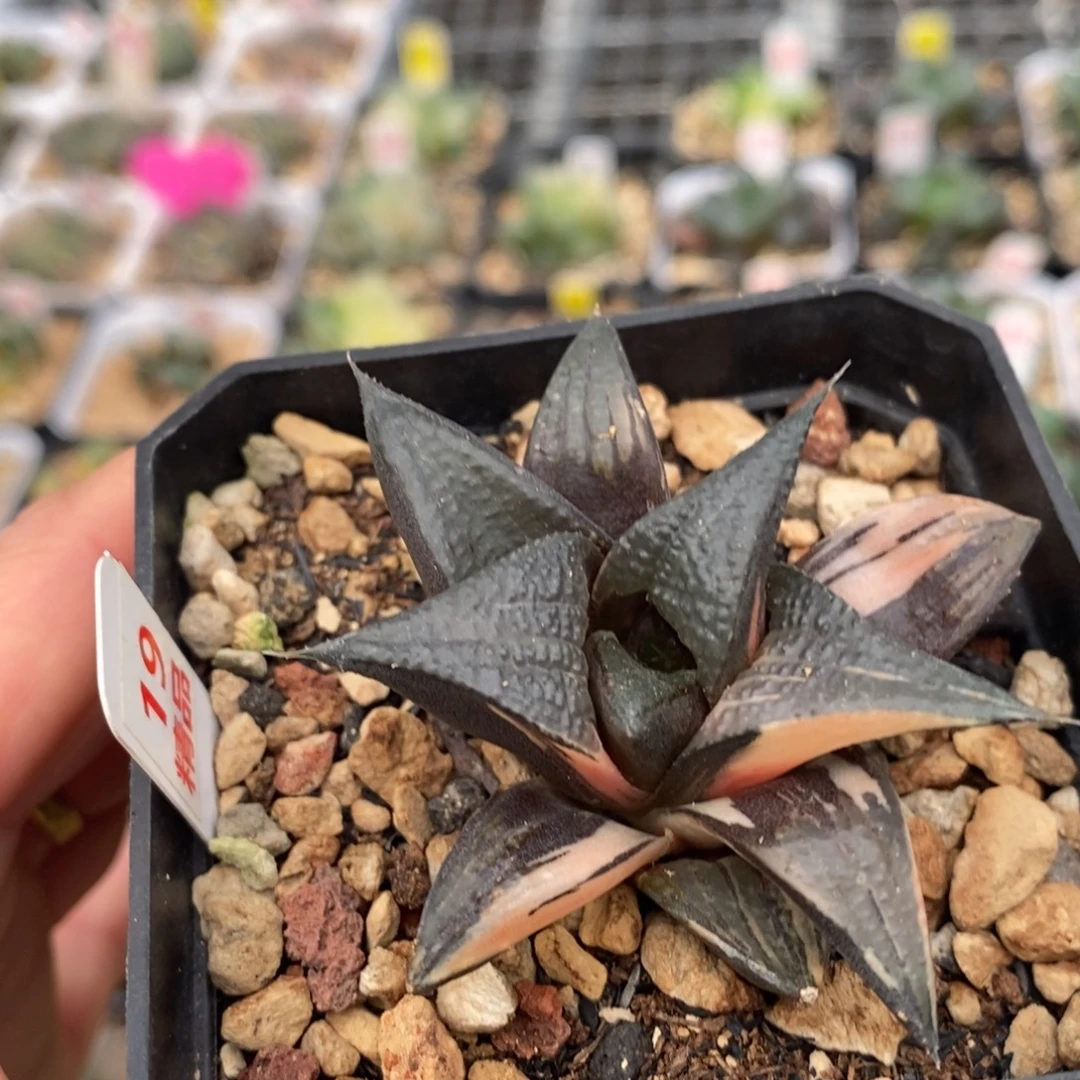19芭提雅白凤十二卷