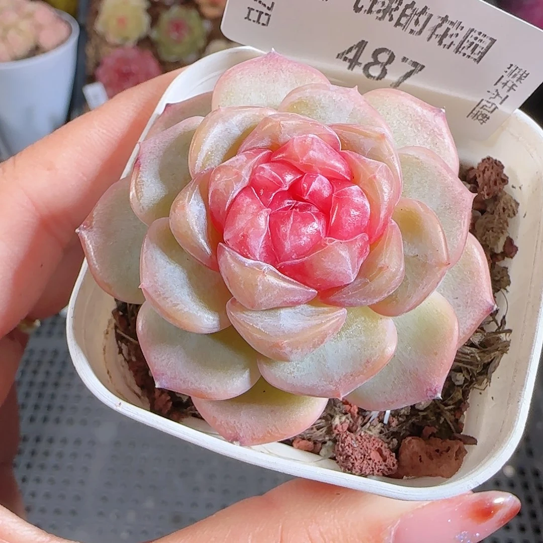 1207--487舒月多肉一物一拍