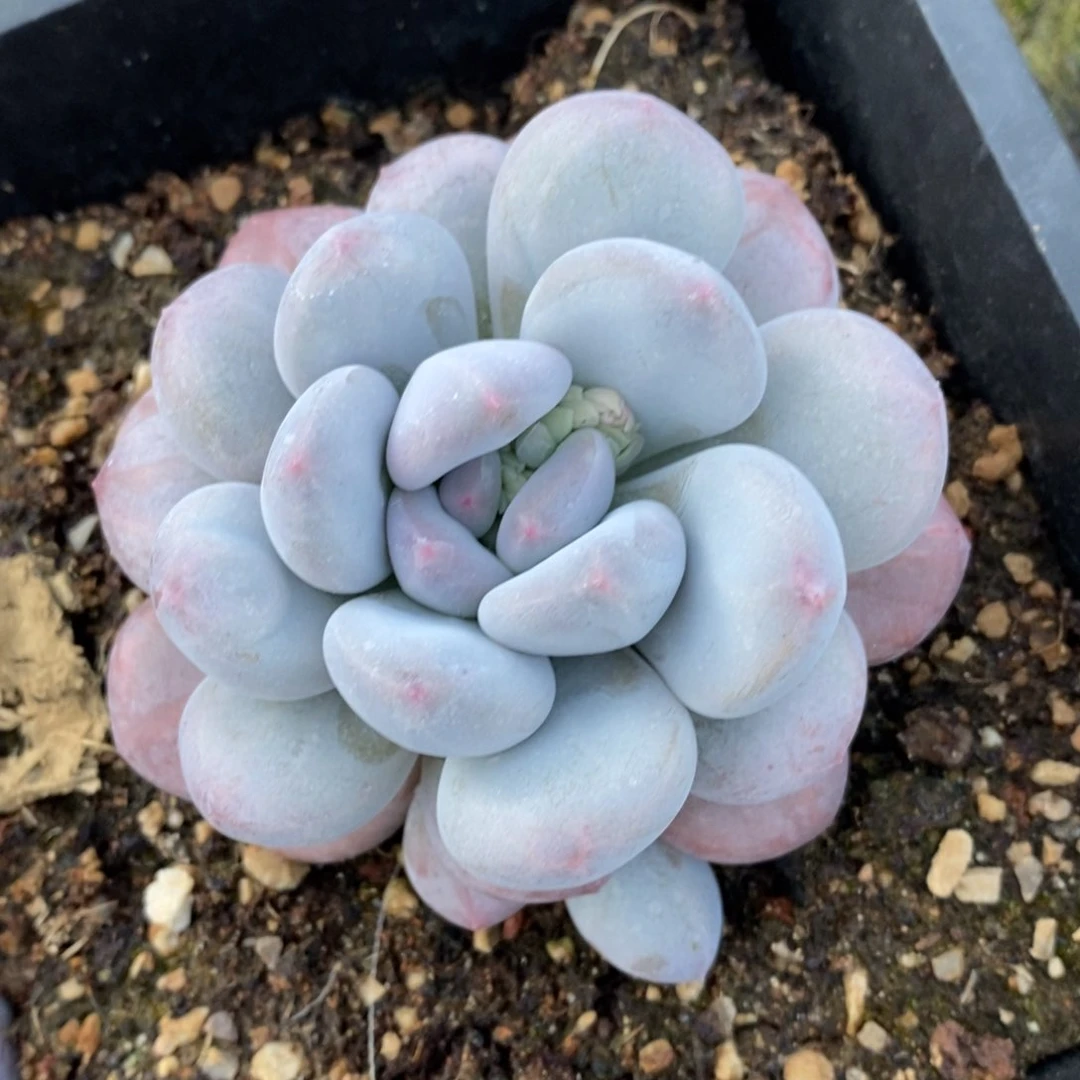 自助下单一物一拍多肉，下滑更多品种