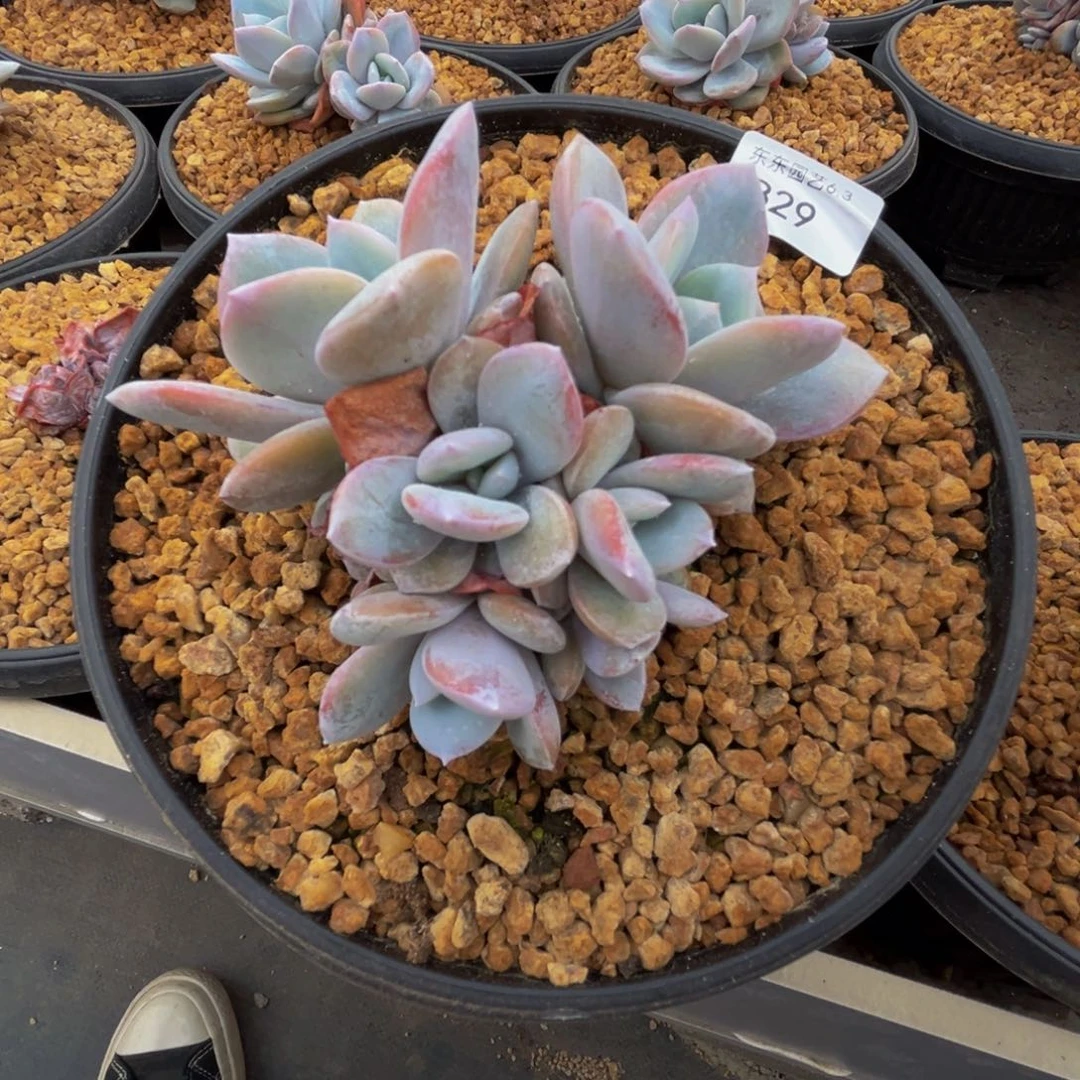 b b b b b b b 29