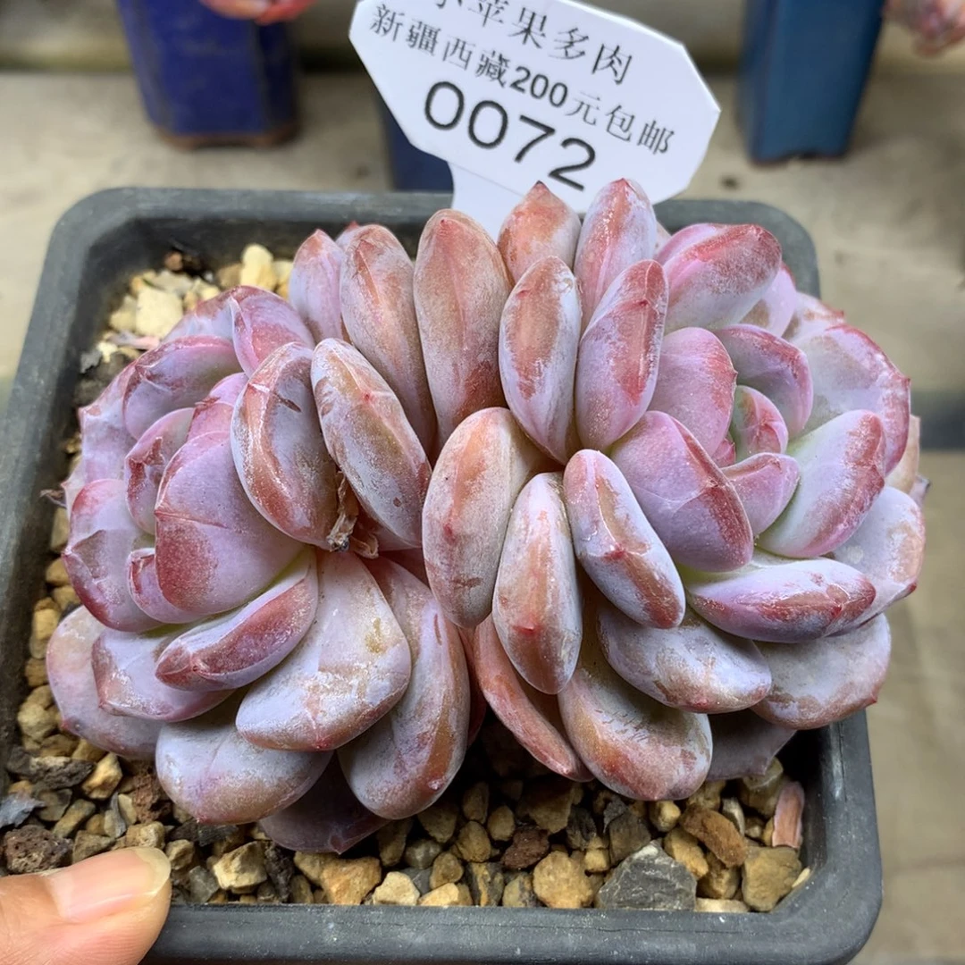 粉底紫心072/11cm2头