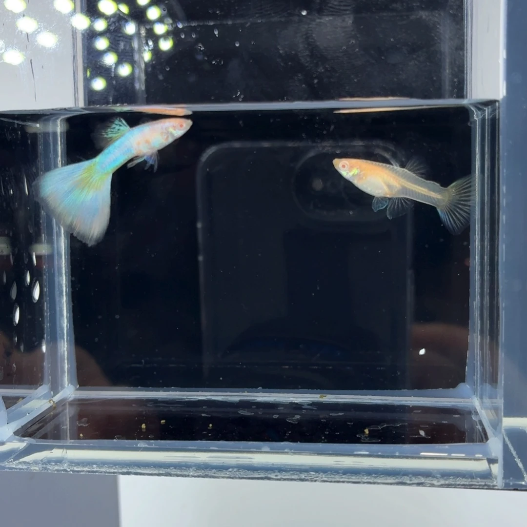 孔雀鱼极光幻彩一对（68)