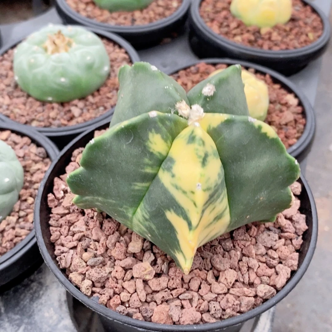 仙人球龟甲鸾凤玉锦特价