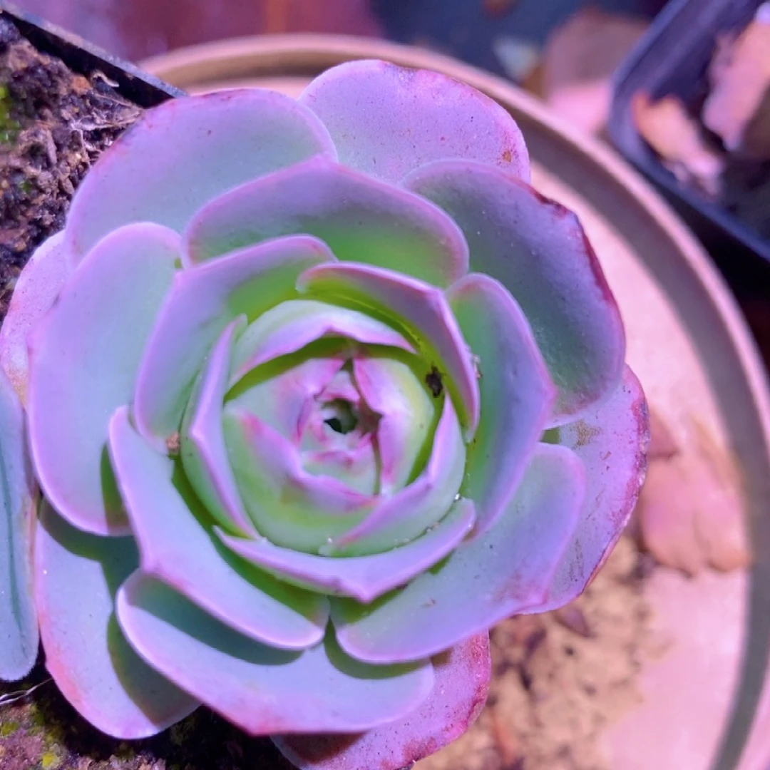 山地玫瑰下播福利一物一拍552红狐狸