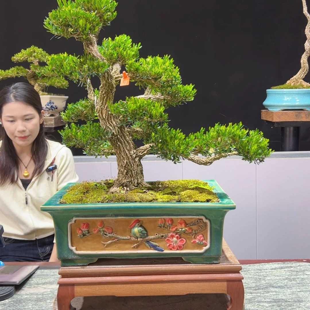 四季常青老桩黄杨盆景