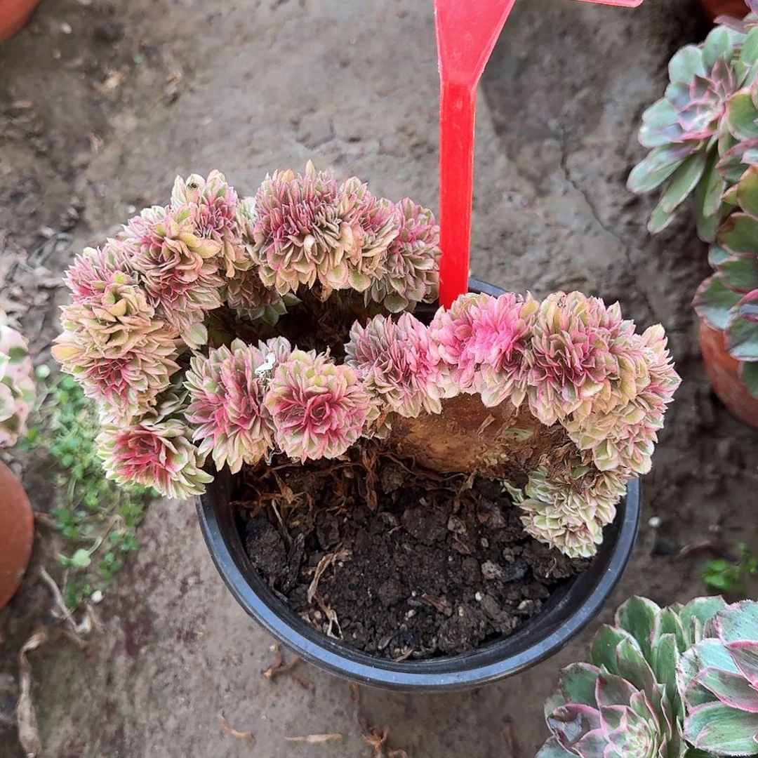 4102荔枝缀化多肉