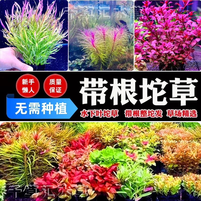 坨草水草鱼缸造景裸缸可以养殖鱼缸活体植物免种植水草生态水草活