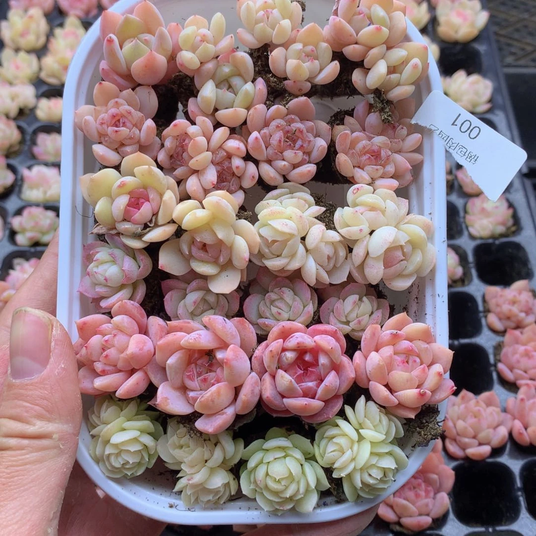 反反复复的一天开始001