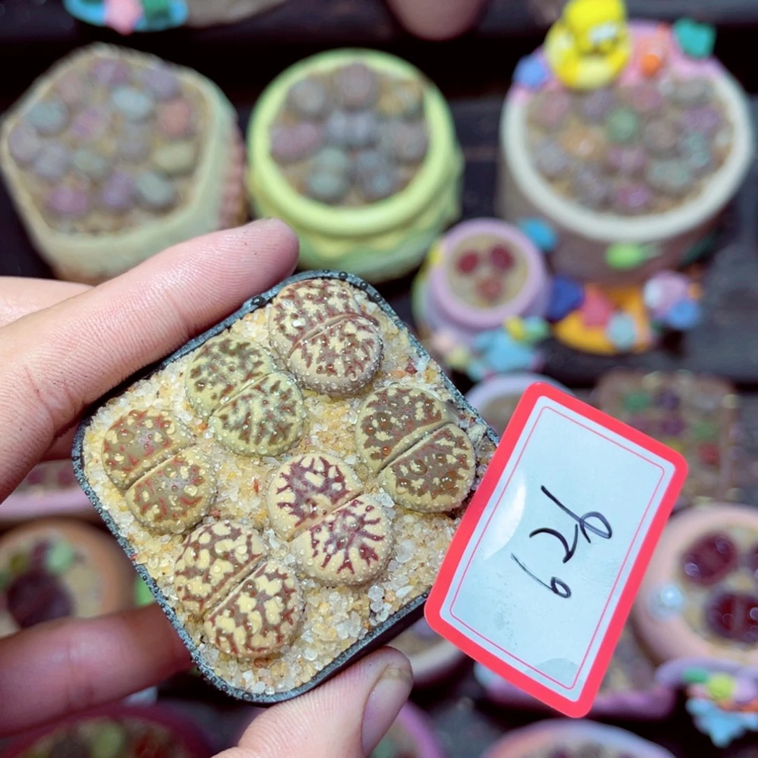 626生石花带盆发1
