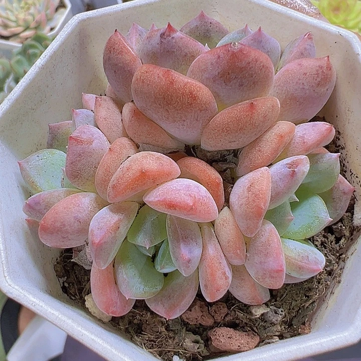 k18群19包邮多肉植物
