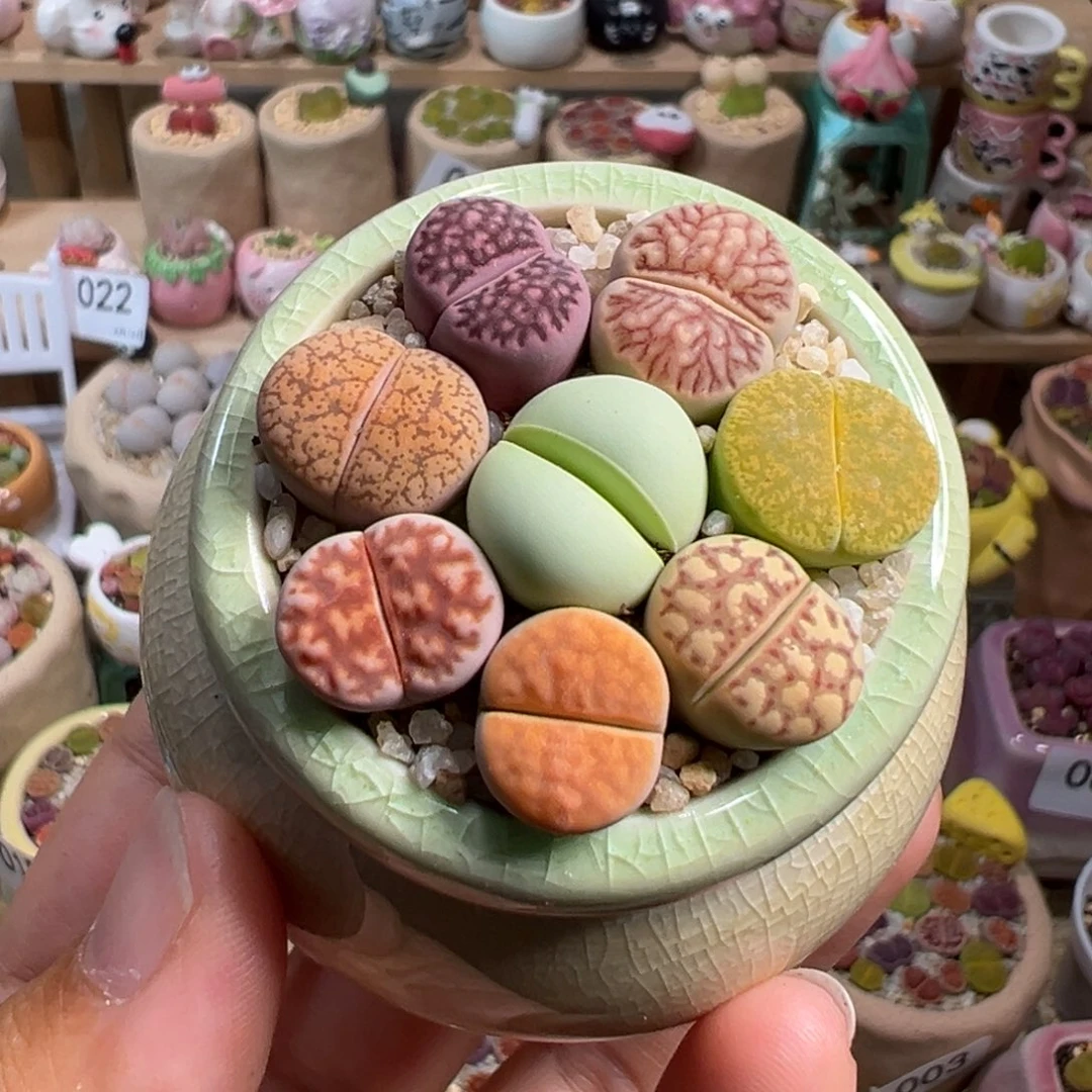 多肉植物70号彩色