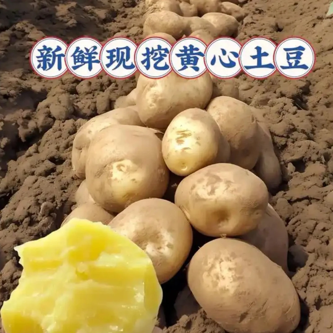 【嘻哈兄弟专属】贵州黄皮黄心新鲜土豆软糯香甜现挖洋芋马铃薯