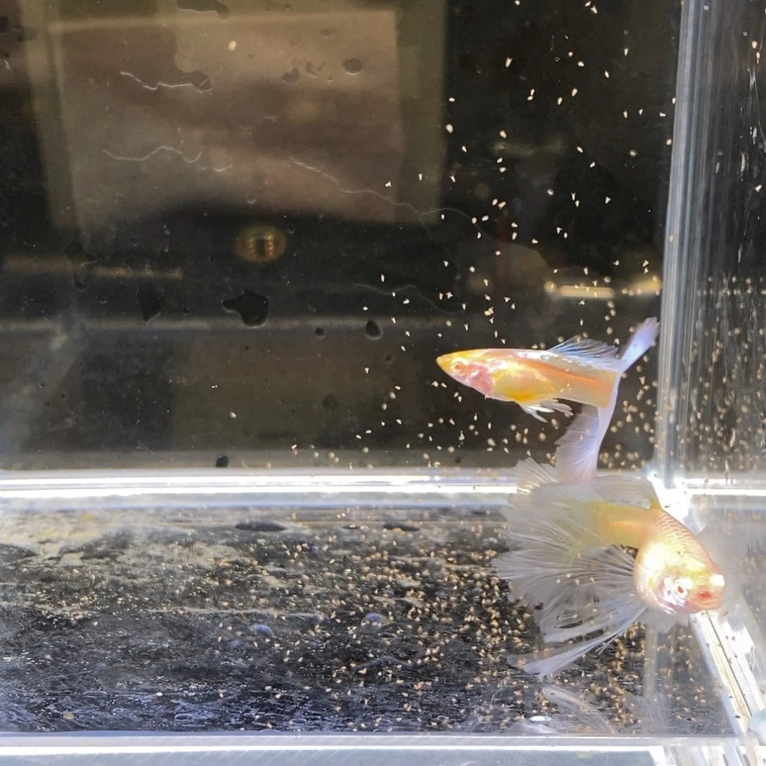 孔雀鱼蓝白绣球亚成一对